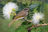 Dark-brown Honeyeaterborder=